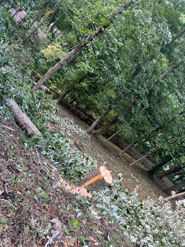 Stump Removal