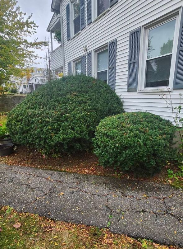 Shrub Trimming