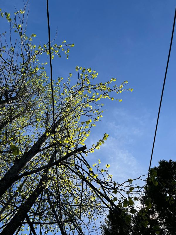 Tree Trimming