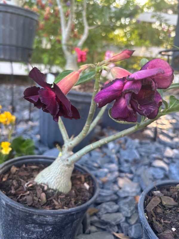 Plant Installation