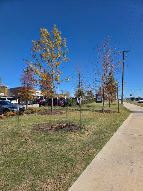 Commercial Lawn Maintenance