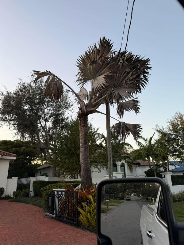 Tree Trimming