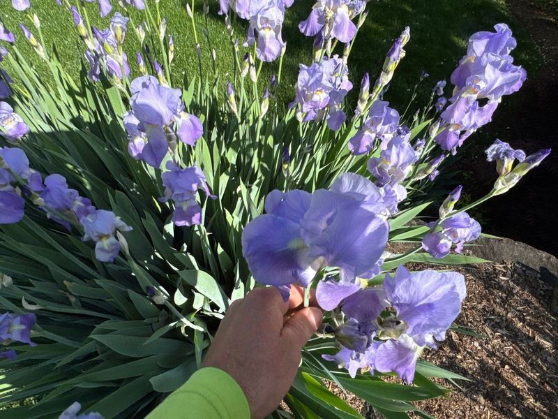 Lawn Care Services