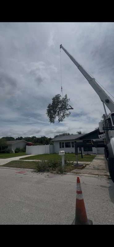 Tree Removal