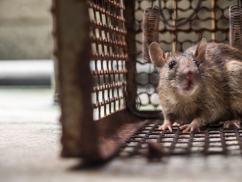 Commercial Pest Control