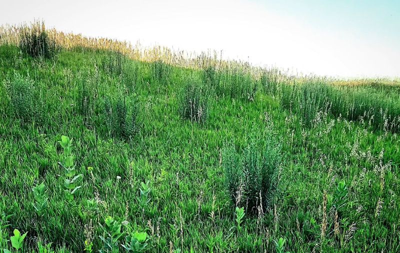Large-Scale Mowing & Vegetation Management