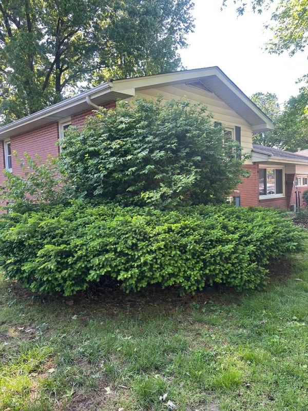 Tree & Shrub Care