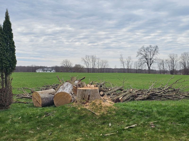 Stump Removal