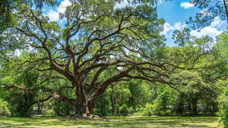 Tree Services