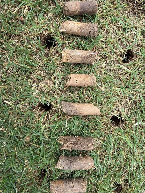 Lawn Aeration