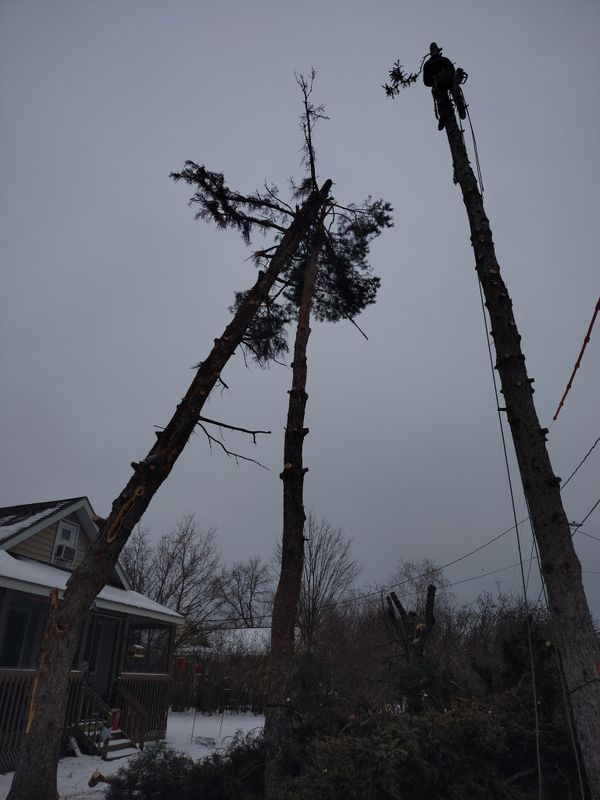 Tree Trimming