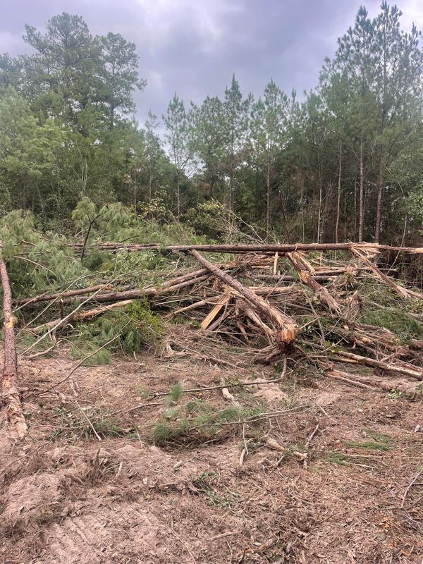 Tree Trimming & Removal gallery