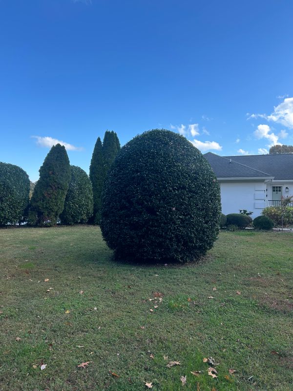 Shrub and Plant Trimming