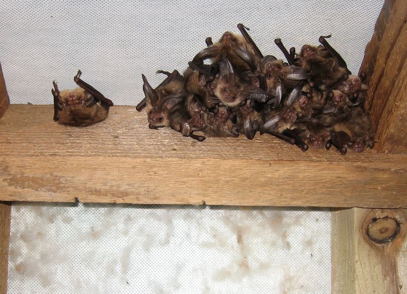 Wildlife Removal