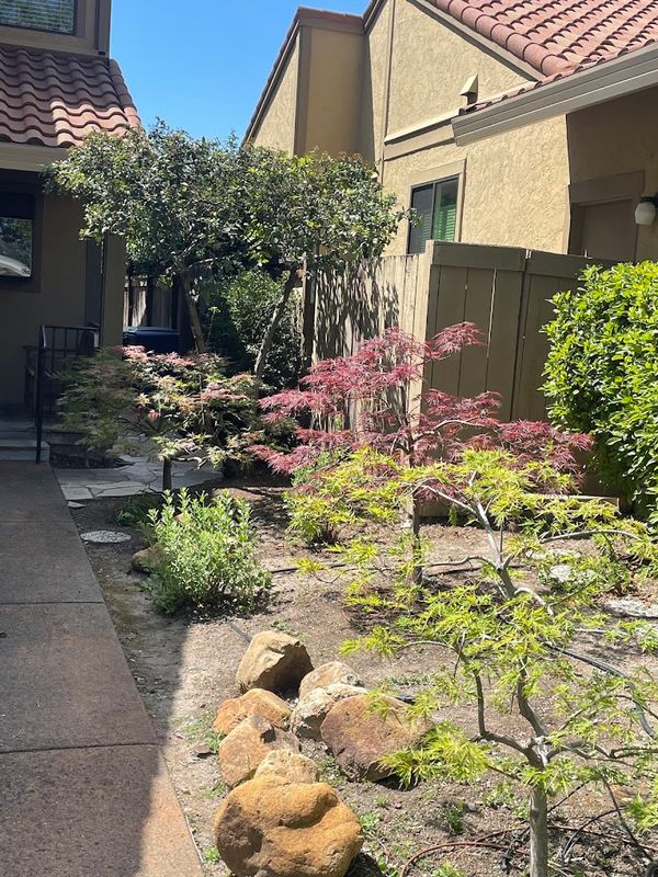 Tree Health and Maintenance