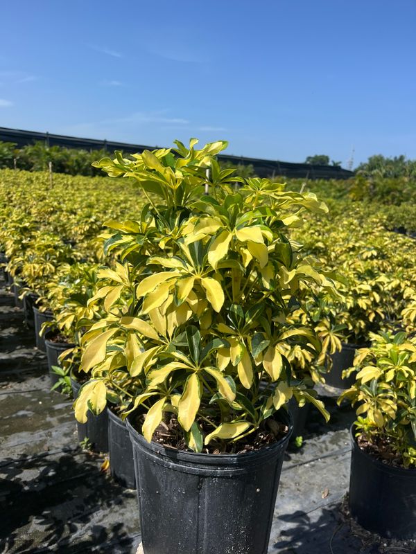 Tree Planting