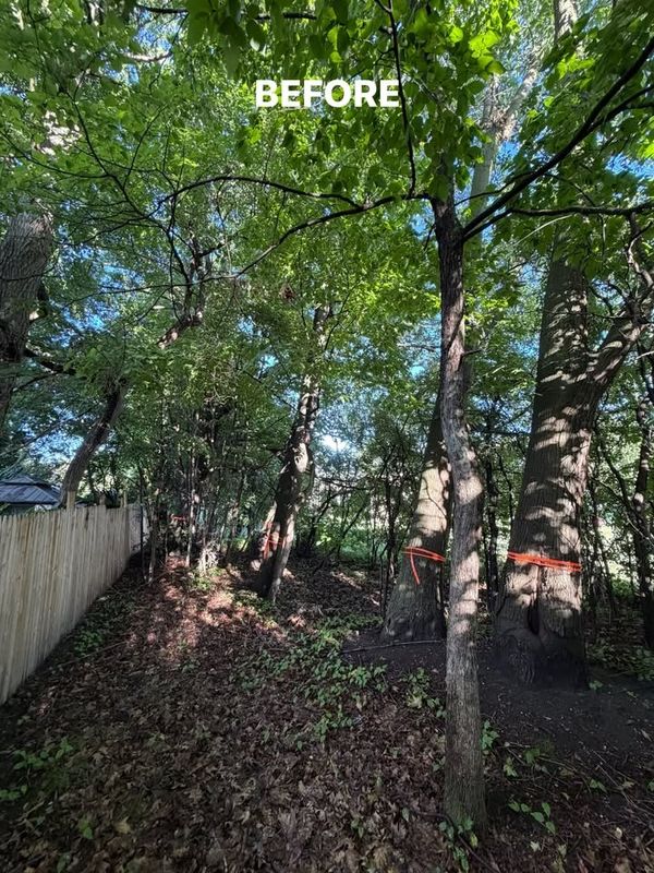 Tree Service