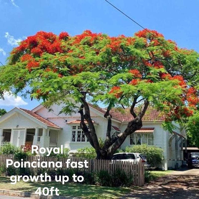 Plant and tree list