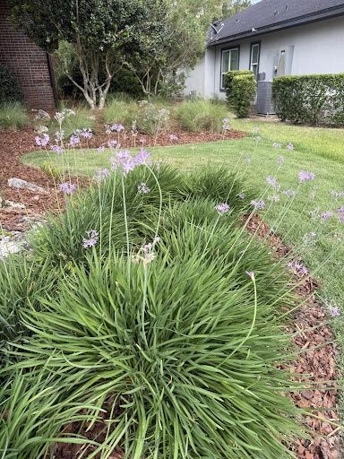 Landscape & Property Cleanup