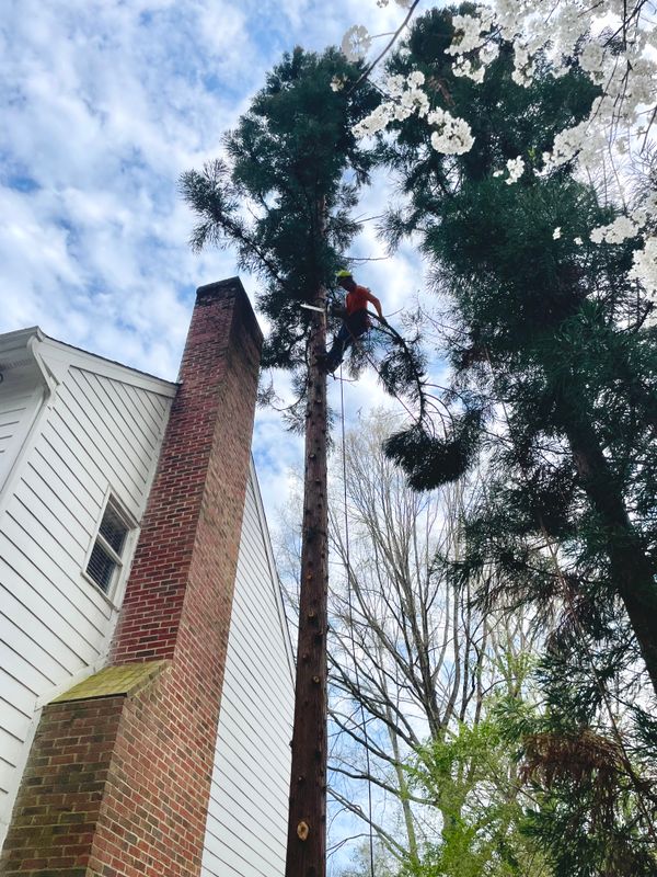 Tree Trimming