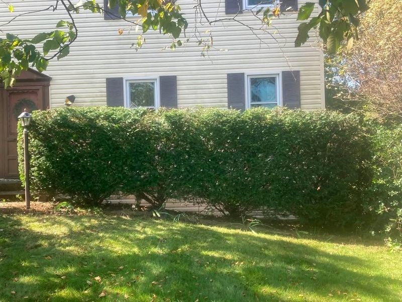 Tree & Shrub Care
