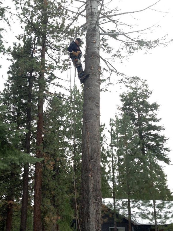 Tree Removal gallery