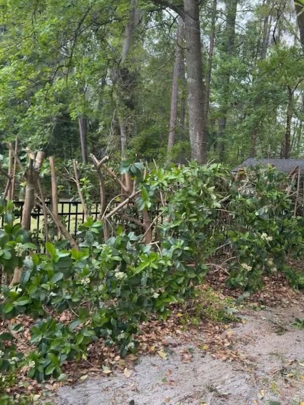 Shrub Trimming