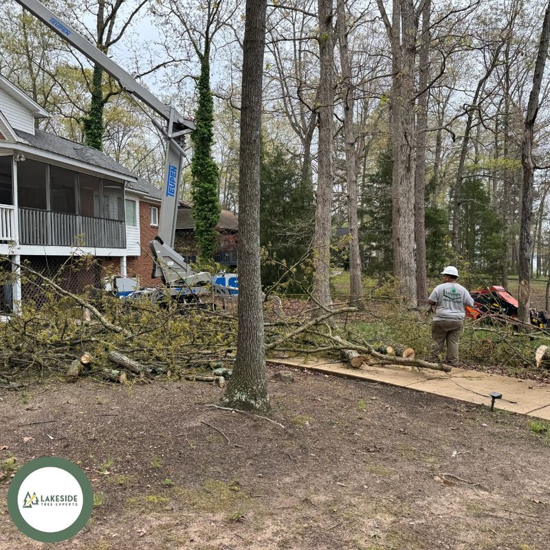 Tree Removal