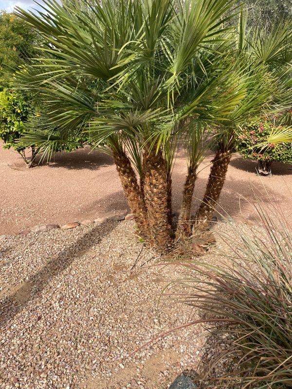Palm Tree Trimming
