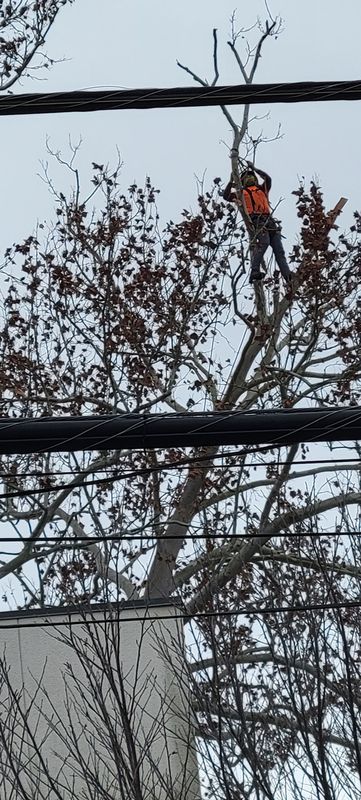 Tree Removal gallery