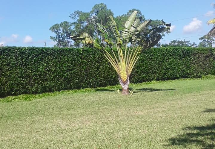 Shrub Trimming