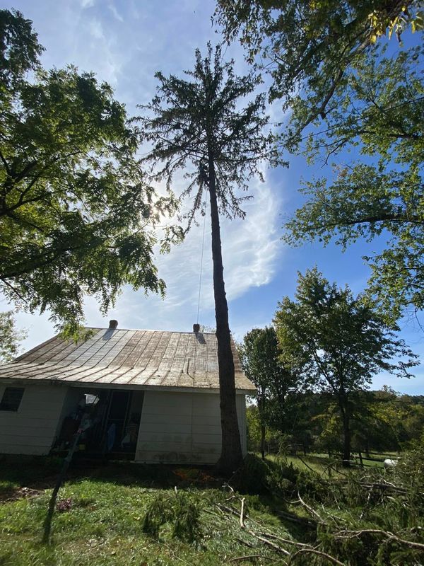 Tree Removal gallery