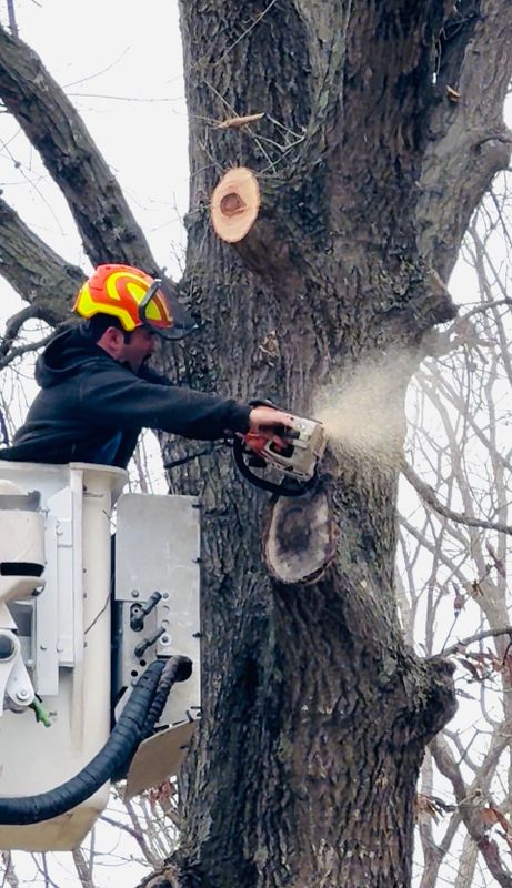 Tree Removal