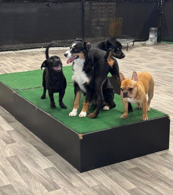 Open Play Daycare