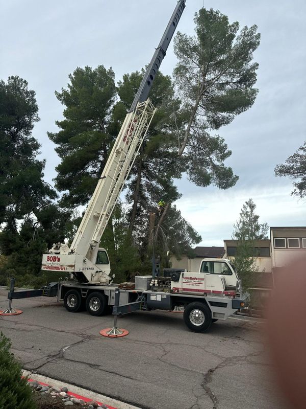 Tree Removal