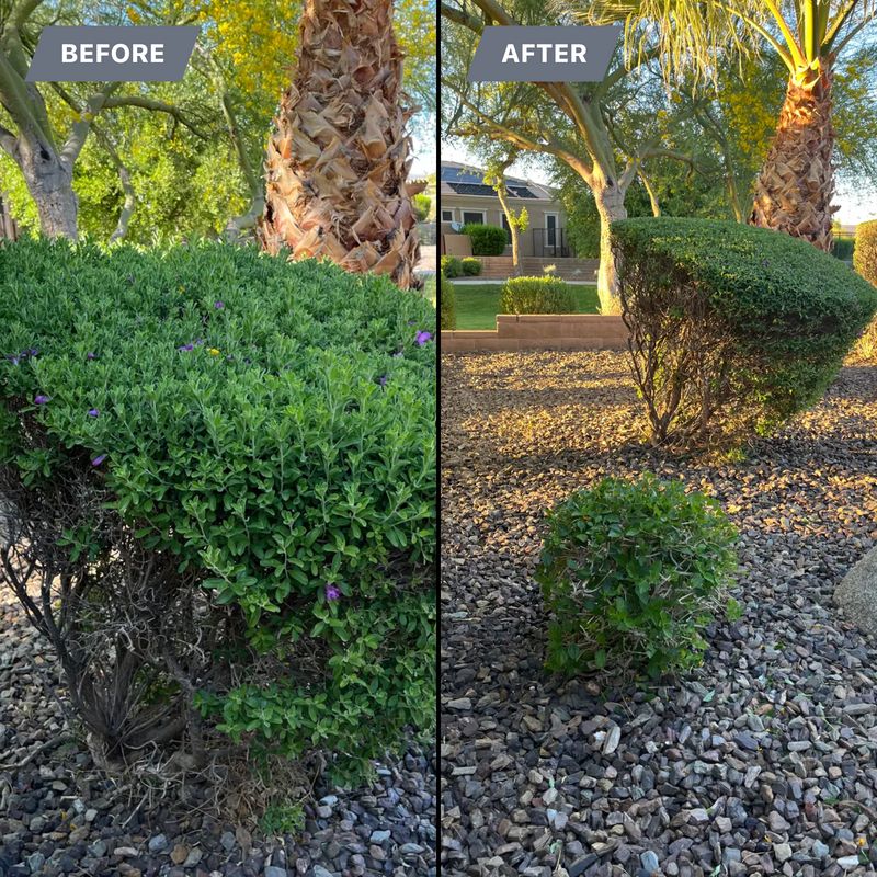 Tree & Shrub Care