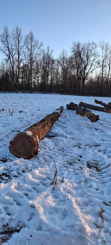Timber Management