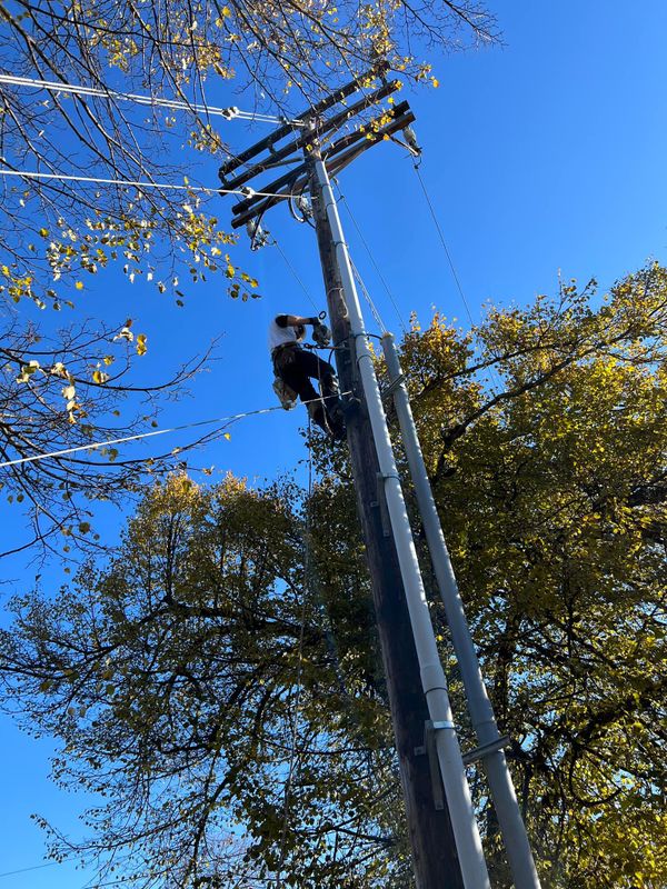 Tree Services
