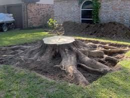 Tree Removal