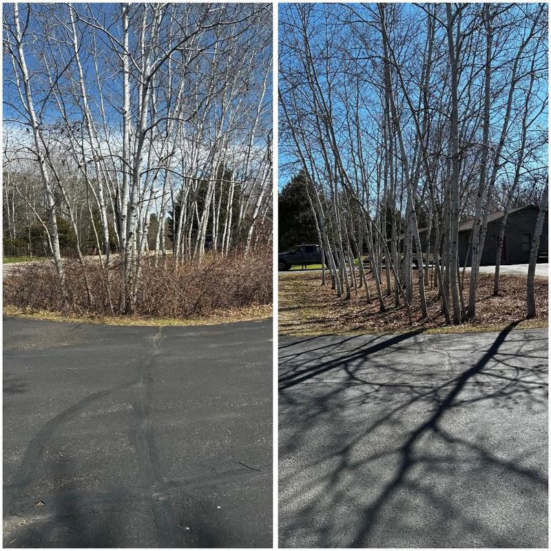 Tree Trimming