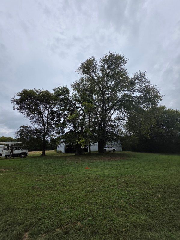Tree Removal