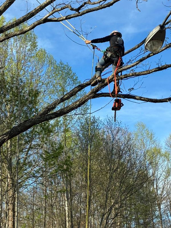 Tree Services