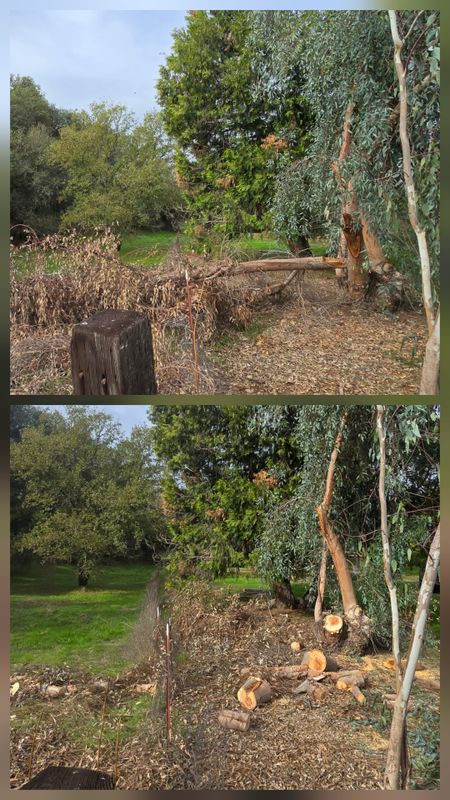 Stump Removal