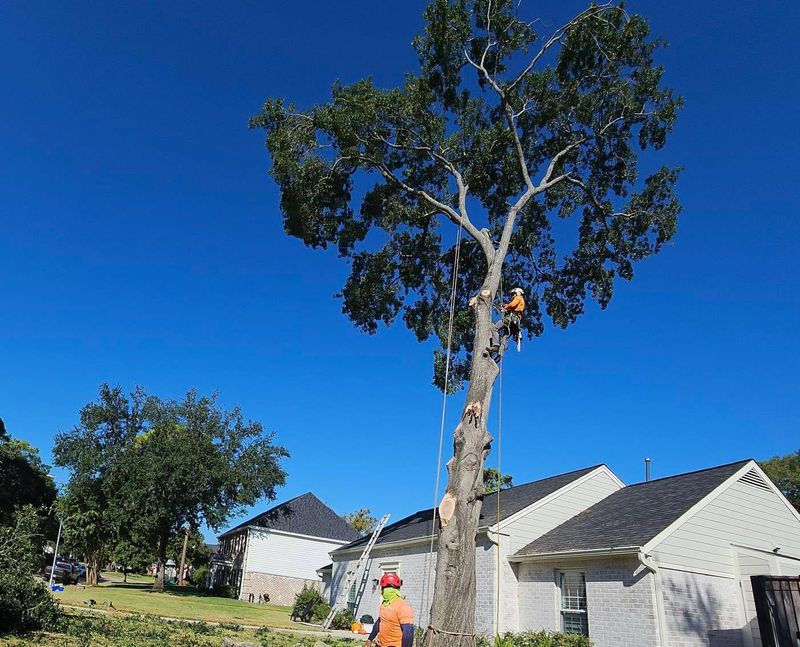 Tree Trimming