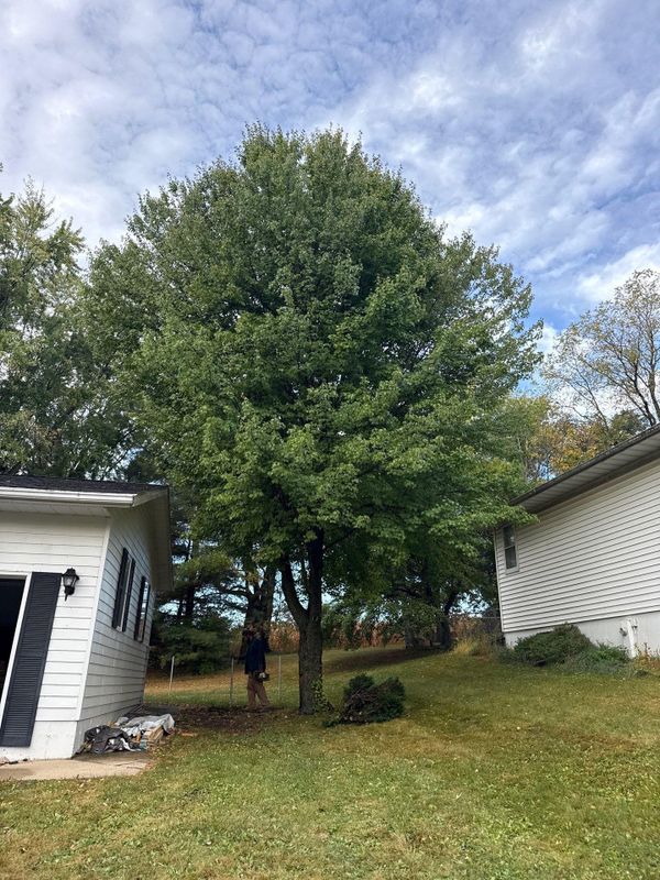 Tree Removal