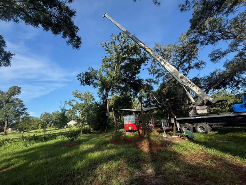 Tree Removal