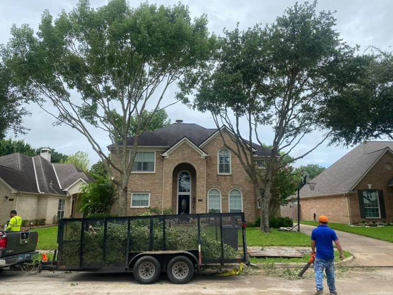 Tree Trimming