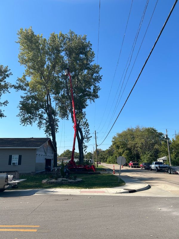Tree Trimming