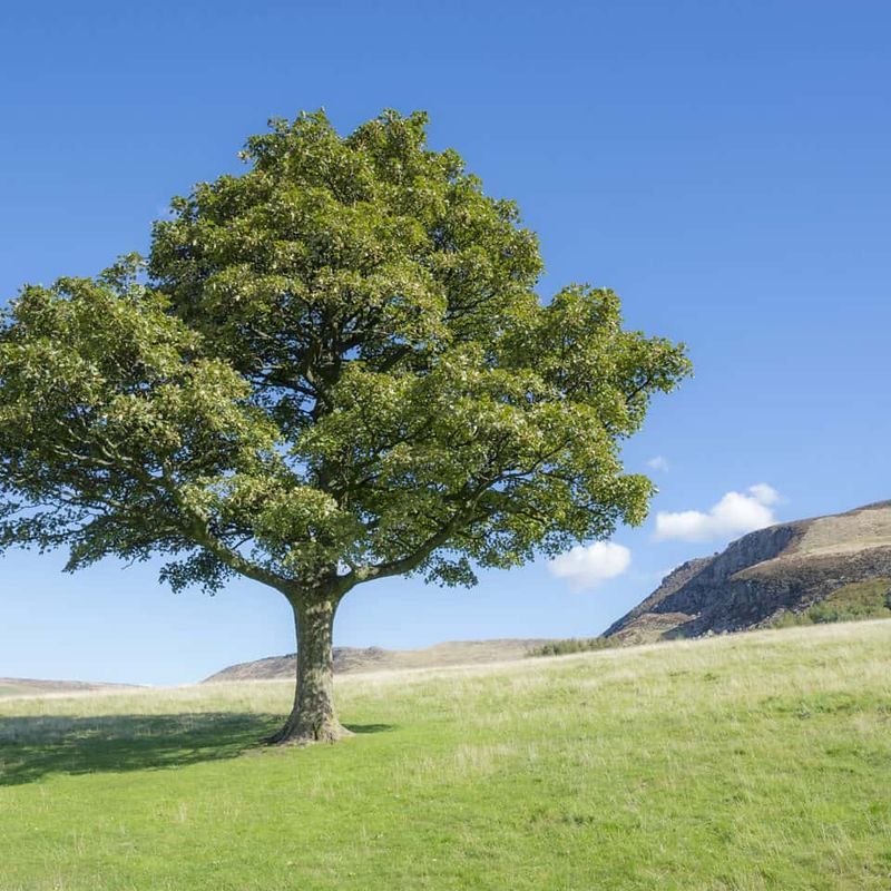 Tree Trimming