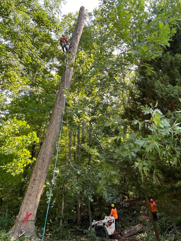 Tree Removal